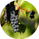 Descripción de la Imagen